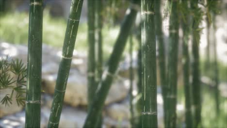 Grüner-Bambusbaum-Waldhintergrund